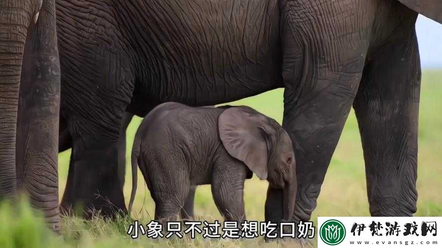 伊春園