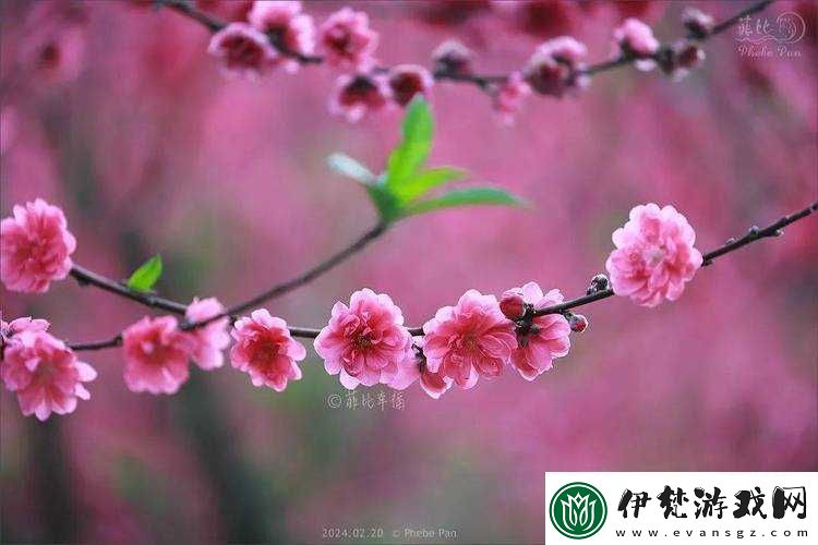 國色天香桃花朵朵開