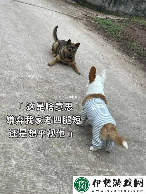 我的狗老公拉著婆婆一起