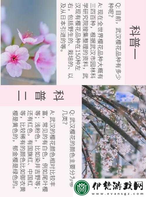 我可以深入了解你的櫻花嗎之探秘