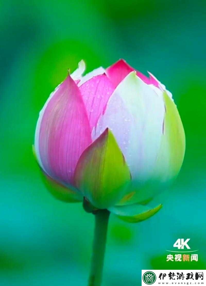 女子半夜蓮花開