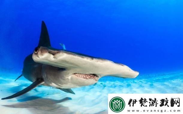 錘頭鯊長啥樣