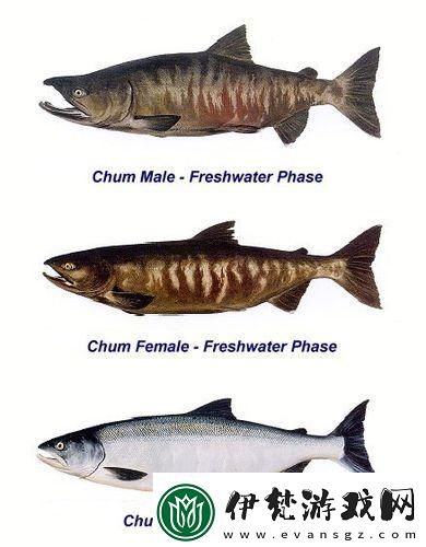 大馬哈魚與三文魚