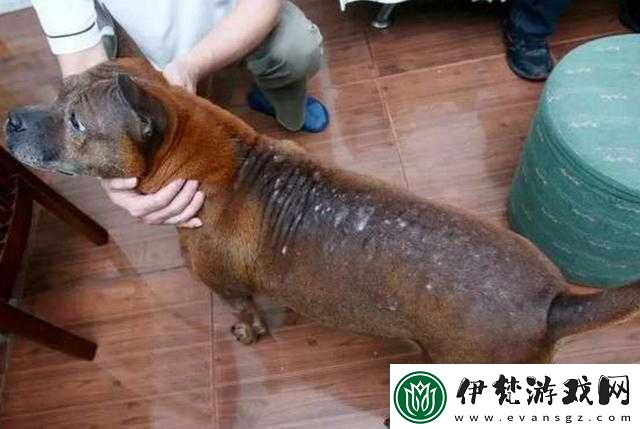 狗狗的東西又硬又燙