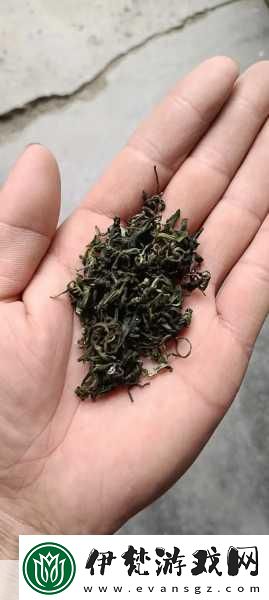 成都新茶嫩茶wx600