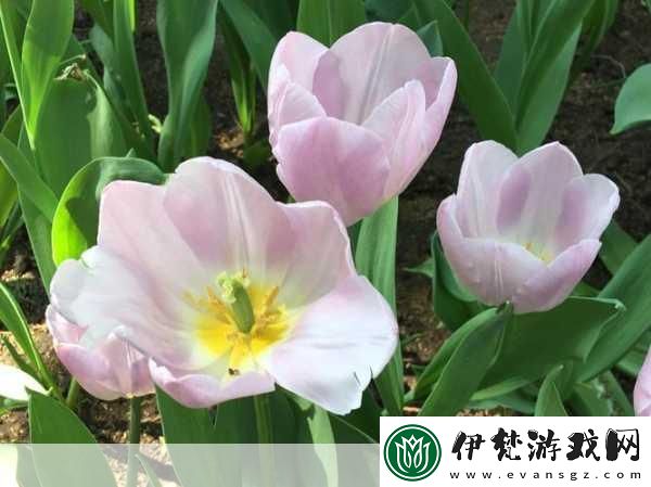 蘑菇頭頂開花縫