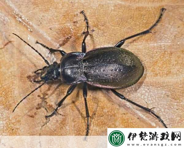 肉食教師食取報告1