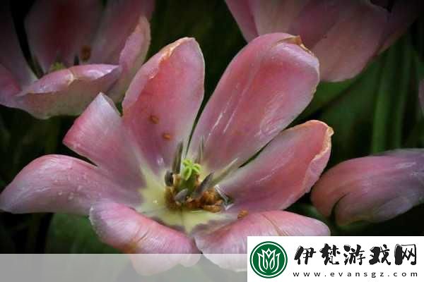 蘑菇頭頂開花縫