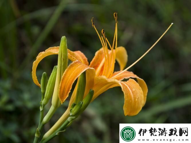“仙蹤林”探秘