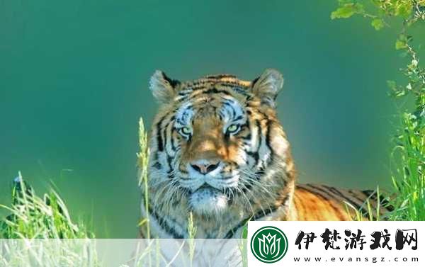 師兄好威猛