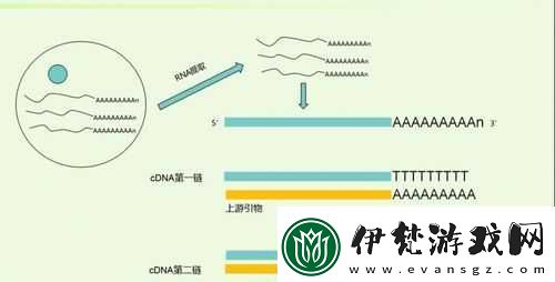 RNA