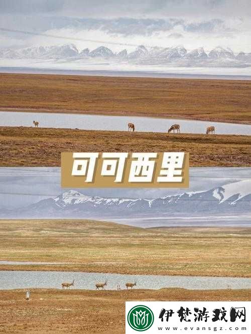可可西里大但人文藝術(shù)
