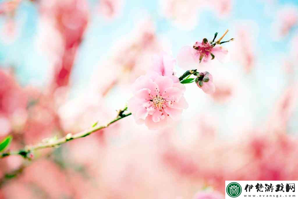 探索桃花社區(qū)在線觀看的最佳方式
