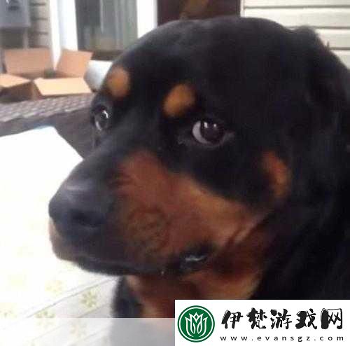 小蘿莉把第一次交給了大黑狗