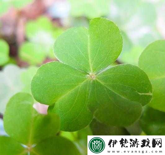 三葉草