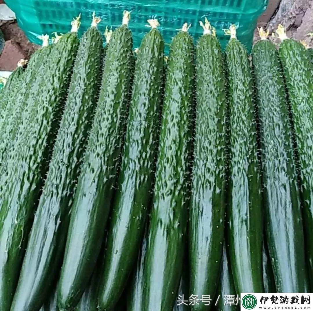 來瓜.中國站