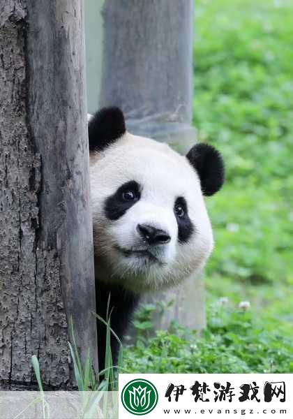 幸福寶APP最新導(dǎo)入資源