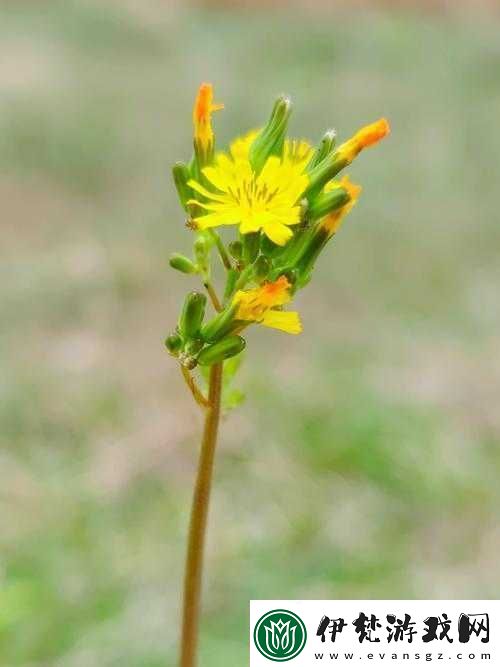 野花在線觀看免費高清中文