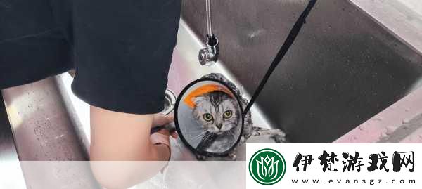 小貓咪大城市日常美容動作怎么獲得