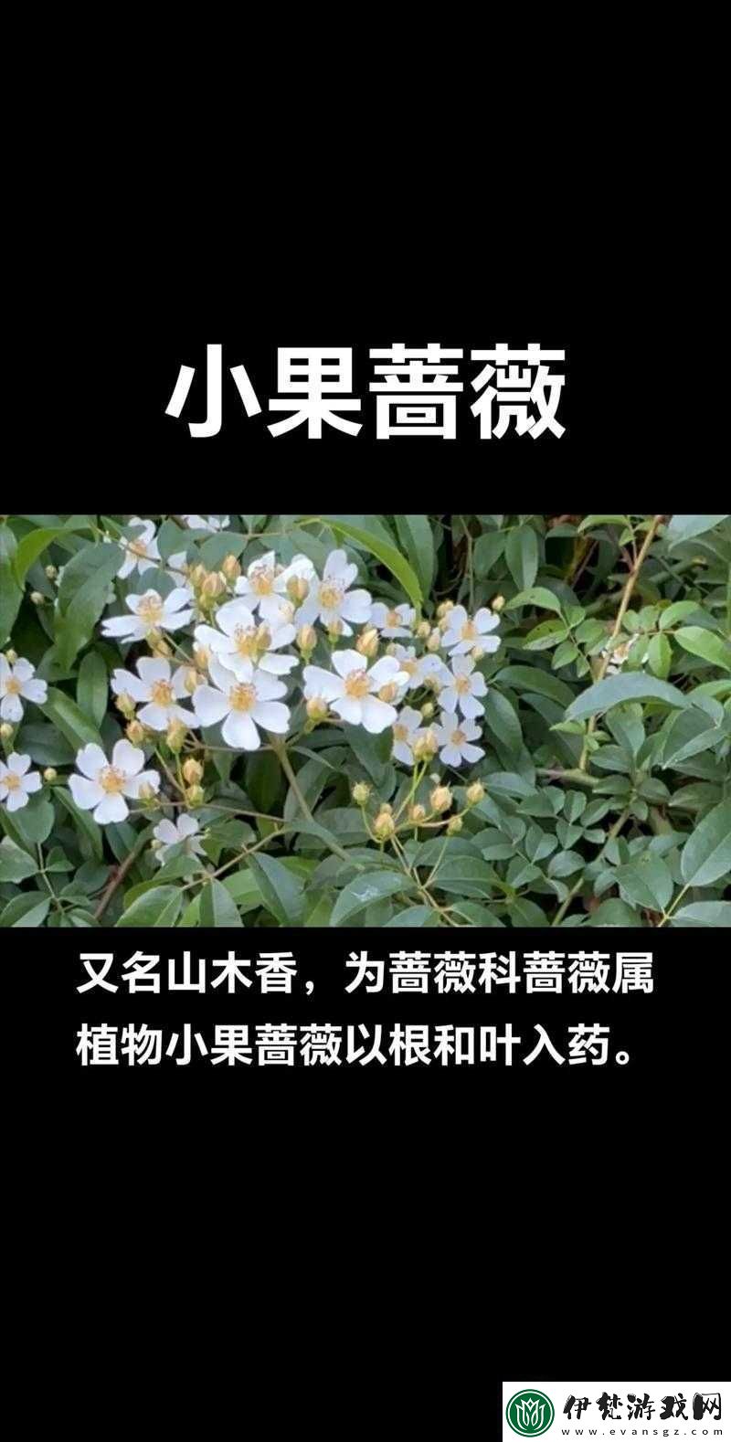 野花日本完整免費(fèi)看