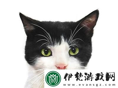 貓之城前期配隊思路分享