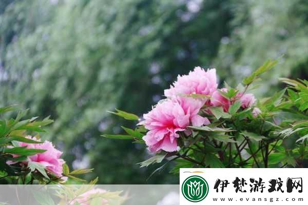 亭亭玉立國色天香四月天科普帶你走進春天