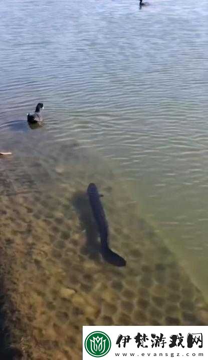 大魚捕獵