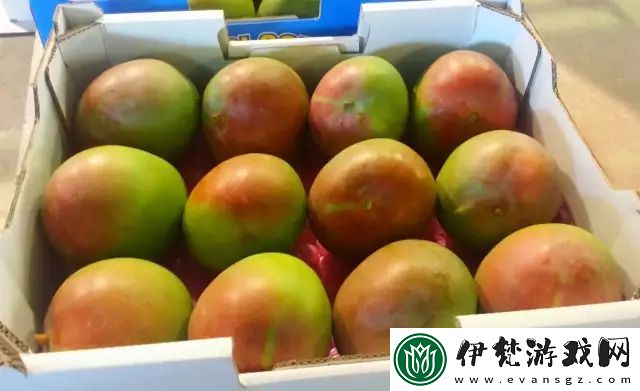 管鮑中心分揀中心芒果排行榜