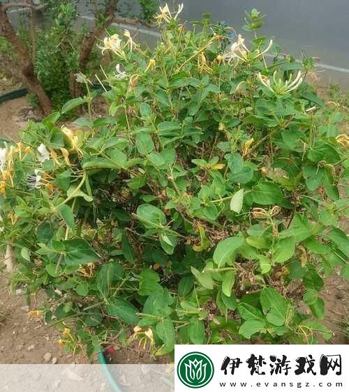 銀色器物TXL金銀花的材質(zhì)有何特點