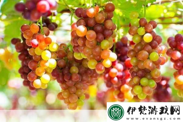 紅酒裝不下了1V2的解決方案