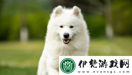 小它寵物社交平臺下載