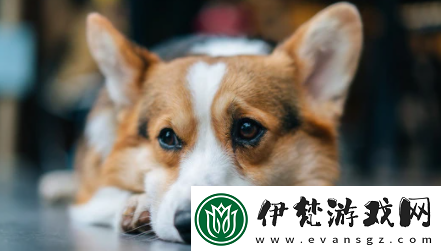 小它寵物社交平臺下載