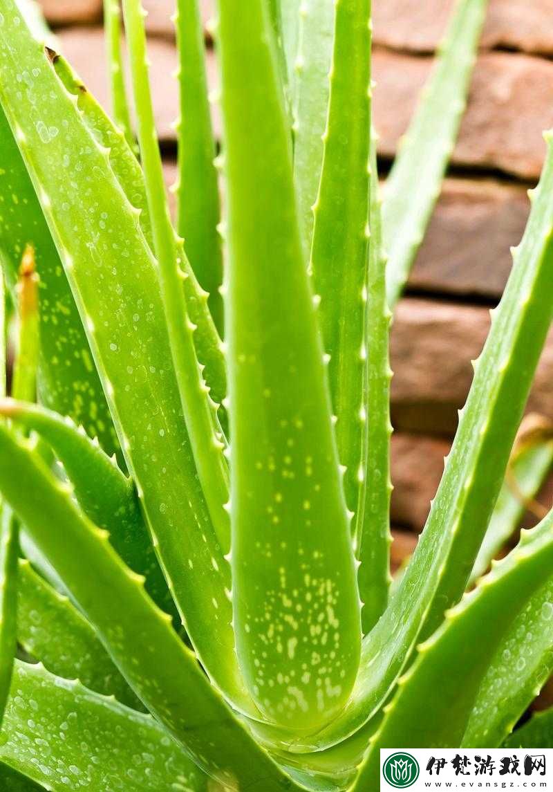 綠巨人櫻桃荔枝青青草的功效