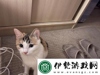 貓咪不見了怎么找回來