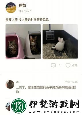 貓咪不見了怎么找回來